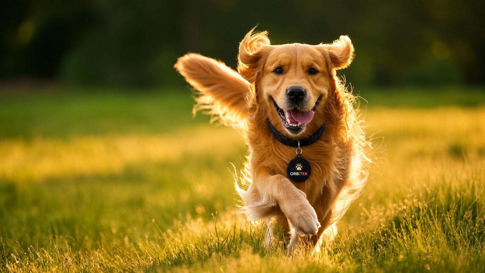 Cachorro usando a proteção BIRX Pets