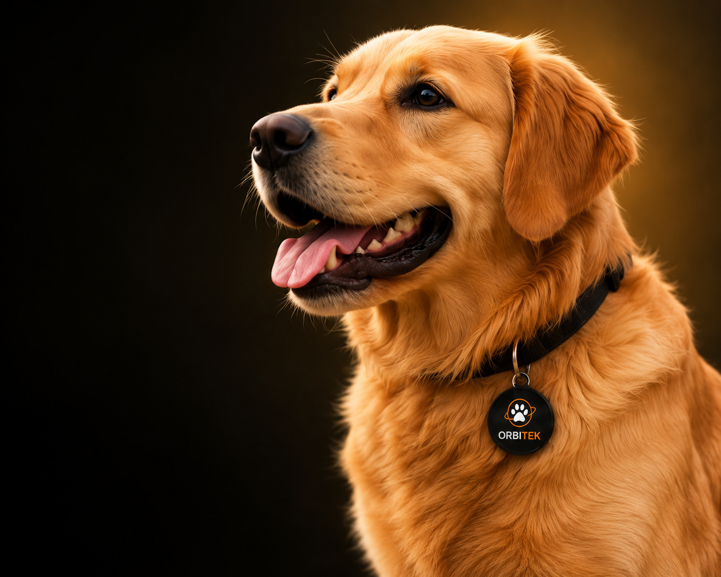 Cachorro de grande porte usando coleira e tag BIRX Pets